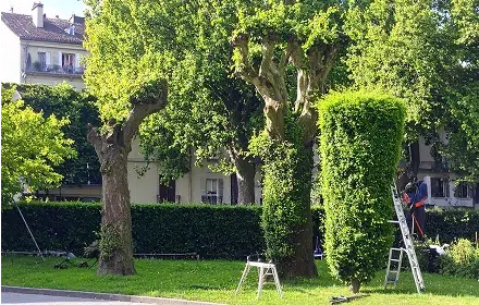 Élagage d'arbres centenaires et taille de haies à Saint-Sulpice en 2025