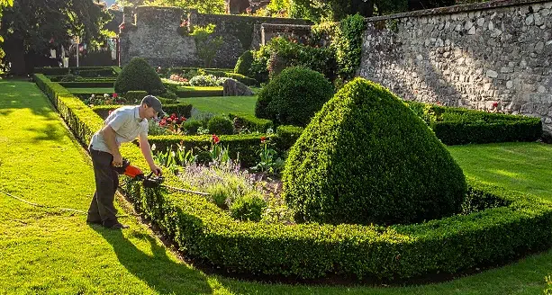 Taille de haies, à quelle fréquence et quelle période de l'année ?