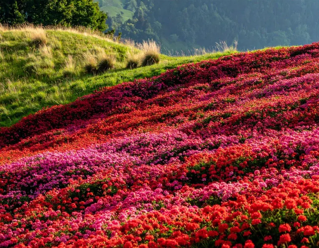 Les plantes couvre-sol, alliées contre les mauvaises herbes