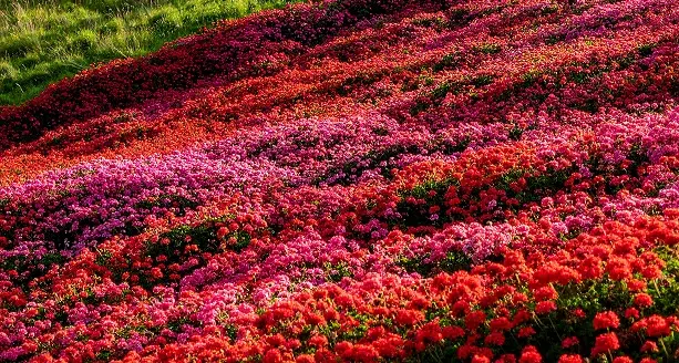 Comment réduire la fréquence d'entretien de votre jardin avec les bons végétaux ?