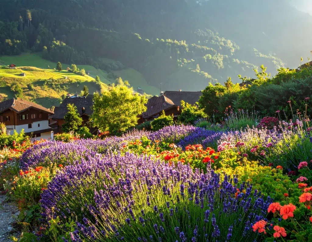 Les plantes vivaces pour un jardin fleuri toute l’année